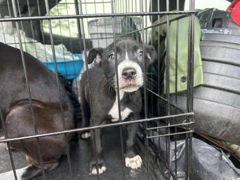 Pit Bull Terrier and Mixed Breed Dogs Available for Adoption in Ocala, Florida - A383010 | PetCurious