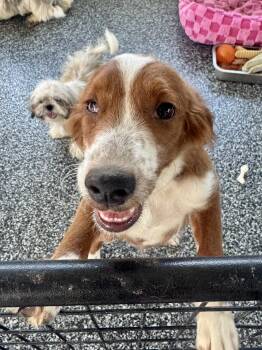 Maple Fabulous Disposition -  Goldendoodle Dog for Adoption in Franklin, Tennessee - Maple Fabulous Disposition | PetCurious