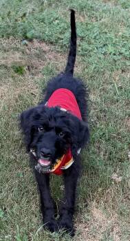 Flemings -  Poodle Dog for Adoption in Sandy Springs, Georgia - Flemings | PetCurious