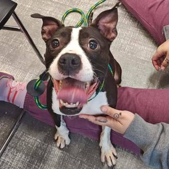 Boston Terrier and Boxer Dogs Available for Adoption - Lizzy | PetCurious