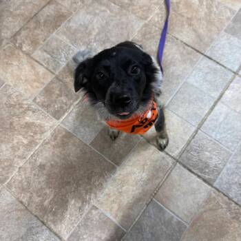 Poppy -  Border Collie and Australian Cattle Dog Blue Heeler Dog for Adoption in Homer, New York - Poppy | PetCurious