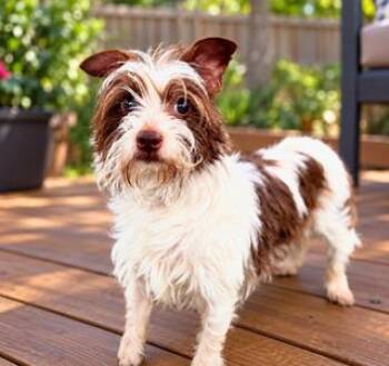 Poe -  Shih Tzu and Maltese Dog for Adoption in Tifton, Georgia - Poe | PetCurious
