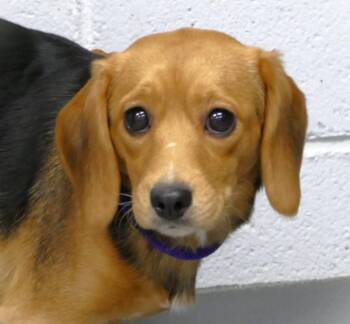 Beagle and Shih Tzu Dogs Available for Adoption - EMMA | PetCurious