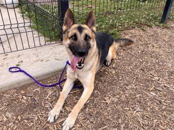 FANTA -  German Shepherd Dog Dog for Adoption in Tustin, California - FANTA | PetCurious