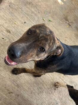 American Bully and Mixed Breed Dogs Available for Adoption - Nito | PetCurious