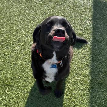 Stub -  Labrador Retriever and Mixed Breed Dog for Adoption in Cody, Wyoming - Stub | PetCurious