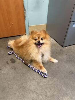 Pomeranian Dogs Available for Adoption in Santa Cruz, California - MONSKY | PetCurious