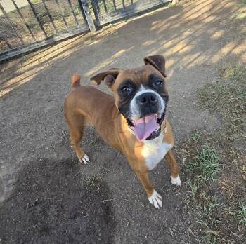 LINDSEY -  Boxer Dog for Adoption in Riverside, California - LINDSEY | PetCurious