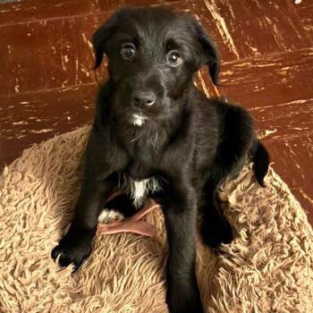 Labradoodle and Hound Dogs Available for Adoption - Paisley | PetCurious