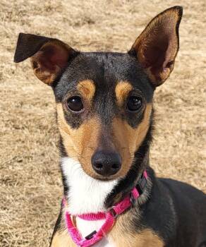 Rat Terrier Dogs Available for Adoption - Ava | PetCurious