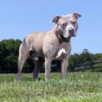 Wick -  Mixed Breed Dog for Adoption in Franklin, Tennessee - Wick | PetCurious