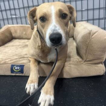 Rescue Pit Bull Terrier and Mixed Breed Dogs for Adoption in Turlock, California - Cuttlefish | PetCurious