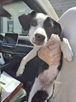 Princess Millie -  Parson Russell Terrier and Mixed Breed Dog for Adoption in Atlanta, Georgia - Princess Millie | PetCurious