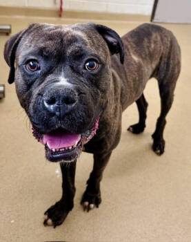 LEO -  American Bulldog and Pit Bull Terrier Dog for Adoption in Derwood, Maryland - LEO | PetCurious