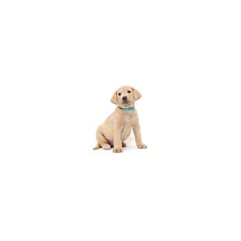 Mixed Breed Dogs Available for Adoption in Los Angeles, California - Feta | PetCurious