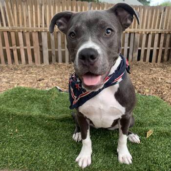 Rescue American Staffordshire Terrier Dogs for Adoption in Austin, Texas - Peggy | PetCurious