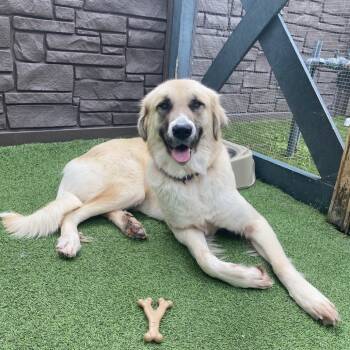 Rescue Great Pyrenees and Mixed Breed Dogs for Adoption in Loxahatchee Groves, Florida - Renesmee Salem Ducky 0170 | PetCurious