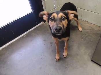 SADIE -  German Shepherd Dog Dog for Adoption in Tulsa, Oklahoma - SADIE | PetCurious
