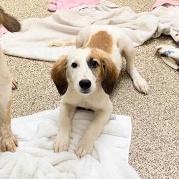 Dory -  Mixed Breed Dog for Adoption in Brentwood, Missouri - Dory | PetCurious