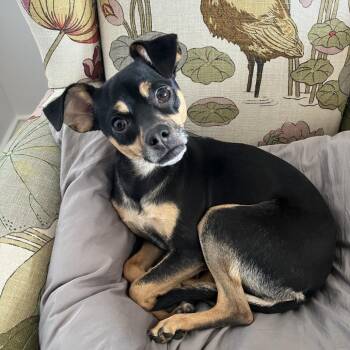 Dilly -  Chihuahua and Mixed Breed Dog for Adoption in San Francisco, California - Dilly | PetCurious