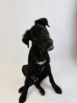 Alexander Hamilton -  German Shepherd Dog and Labrador Retriever Dog for Adoption in Alvin, Texas - Alexander Hamilton | PetCurious