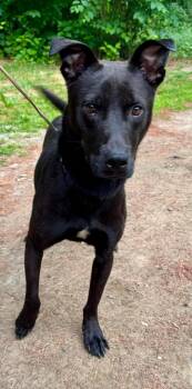 Rescue Mixed Breed Dogs for Adoption in Vassalboro, Maine - Ollie | PetCurious