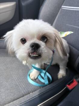 Maltese and Shih Tzu Dogs Available for Adoption in Covina, California - Robin | PetCurious
