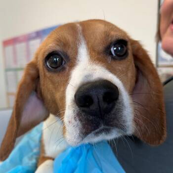 Beagle Dogs Available for Adoption in Nashville, Tennessee - Mariner | PetCurious