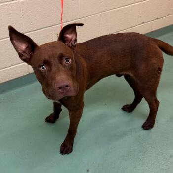 Odysseus -  Mixed Breed Dog for Adoption in Memphis, Tennessee - Odysseus | PetCurious