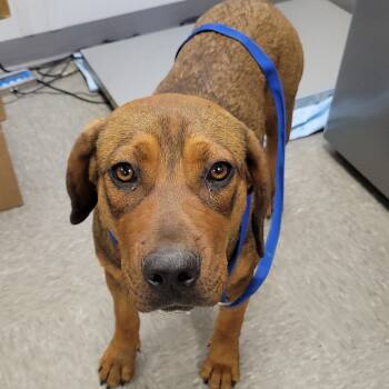 Rescue Black Mouth Cur and Bloodhound Dogs for Adoption in Hattiesburg, Mississippi - Lil Red | PetCurious