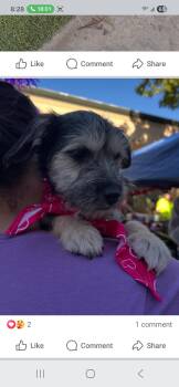 Terrier Dogs Available for Adoption - Riley | PetCurious