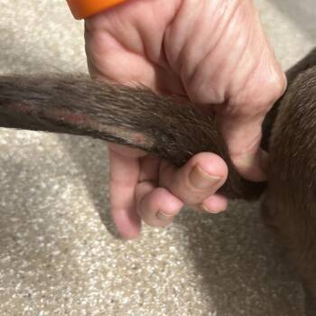 Starfire -  Mixed Breed Dog for Adoption in League City, Texas - Starfire | PetCurious