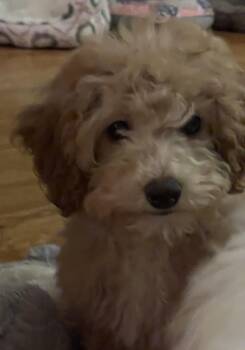 Gigi -  Poodle Dog for Adoption in Overland Park, Kansas - Gigi | PetCurious