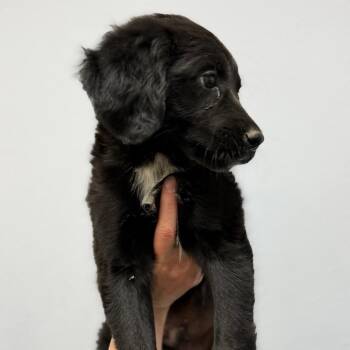 Chase -  Border Collie and Australian Shepherd Dog for Adoption in Idaho Falls, Idaho - Chase | PetCurious