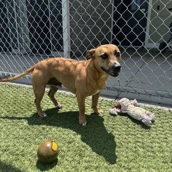 Brownie B -  Dachshund and Jack Russell Terrier Dog for Adoption in Liberty, Missouri - Brownie B | PetCurious