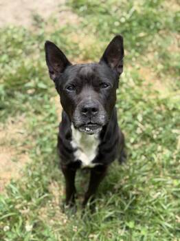 Knix -  Mixed Breed Dog for Adoption in Petersburg, Virginia - Knix | PetCurious