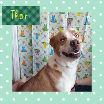 Rescue Yellow Labrador Retriever and Husky Dogs for Adoption in Shorewood, Illinois - Thor | PetCurious