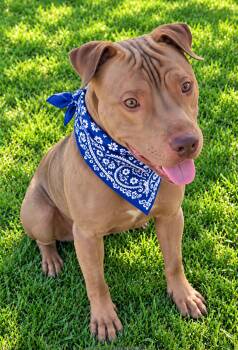 RUSTY -  Pit Bull Terrier Dog for Adoption - RUSTY | PetCurious