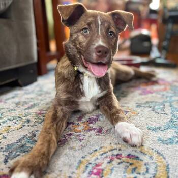 Lyra -  Australian Shepherd and Mountain Cur Dog for Adoption in Berlin, New Jersey - Lyra | PetCurious