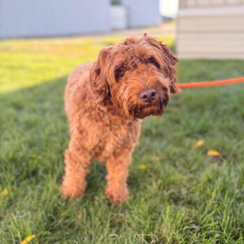 Pickle -  Mixed Breed Dog for Adoption in Spokane, Washington - Pickle | PetCurious