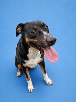 Smitty -  Terrier Dog for Adoption in Wauchula, Florida - Smitty | PetCurious