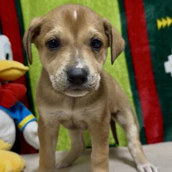 FRIDAY AKA Tulip 3457 -  Treeing Walker Coonhound and Mixed Breed Dog for Adoption in Loxahatchee Groves, Florida - FRIDAY AKA Tulip 3457 | PetCurious