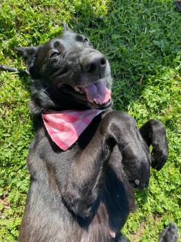 German Shepherd Dog and Labrador Retriever Dogs Available for Adoption - Lolita | PetCurious