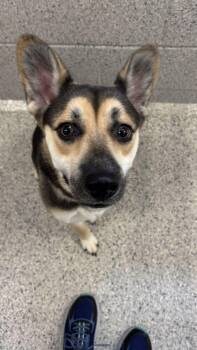 Cola -  German Shepherd Dog and Husky Dog for Adoption in Bowling Green, Ohio - Cola | PetCurious