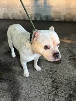 Pit Bull Terrier Dogs Available for Adoption - RONALD MCDONALD | PetCurious