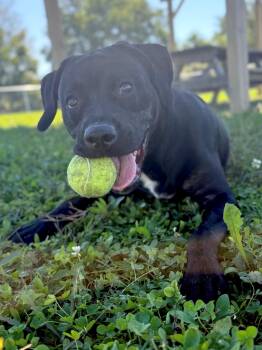 Asia -  Mixed Breed Dog for Adoption in Ionia, Michigan - Asia | PetCurious