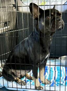 DOT Purebred French Bulldog -  French Bulldog Dog for Adoption in Boca Raton, Florida - DOT Purebred French Bulldog | PetCurious