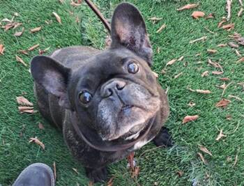 PHOBE -  French Bulldog Dog for Adoption in Chula Vista, California - PHOBE | PetCurious