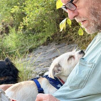 Pearlie -  Maltese and Chihuahua Dog for Adoption in Portland, Oregon - Pearlie | PetCurious