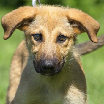 Pomelo -  Shepherd and Great Pyrenees Dog for Adoption in South Elgin, Illinois - Pomelo | PetCurious